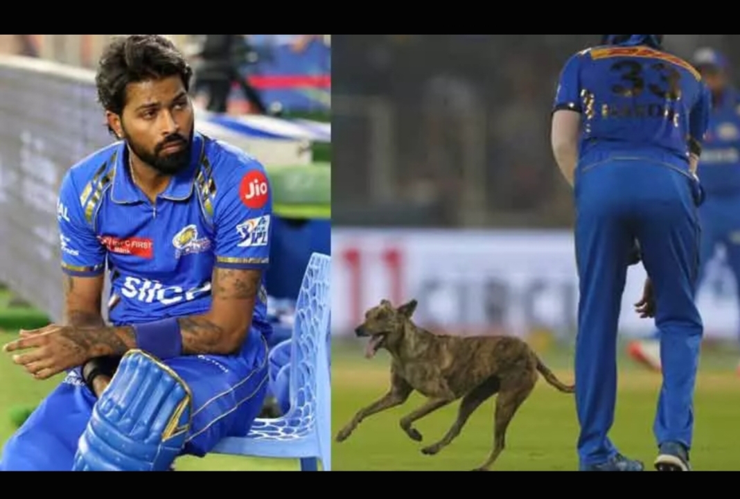Dog interrupts during the match… Video goes viral